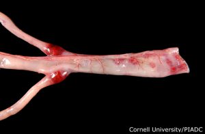 Heamorrahages & ulser in s.intestin And cecal tonsils