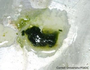 Watery greenish dairrhea