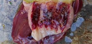 Hemorrhage & ulcers in proventriculus