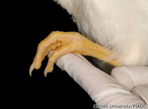 Neurologic Problems The grasping problem