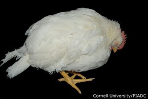 Depression in avian with Newcastle disease