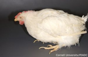 ِDepression-tremors-in-avians-with-Newcastle-Disease