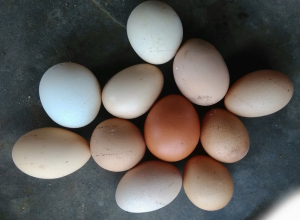 Egg deformed, Shell defects (thin,rough,pale colour in brown eggs)