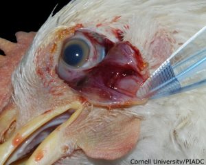Conjunctiva & Hemorrhage & Periocular edema
