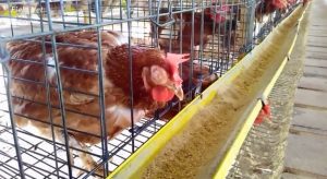 Depression, Anorexia, Egg drop , edema and swelling of the face