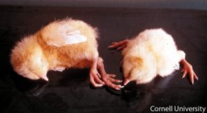 paralysis, and prostration