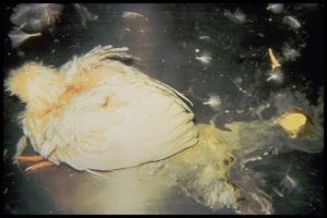 Depression, Diarrhea Prostration