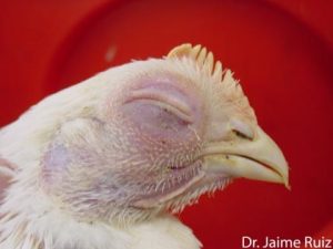 Swollen head syndrome in broiler