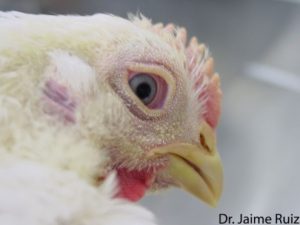 conjunctivitis, excessive lacrimation, and swelling of the Sinuses