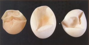 Thin shelled eggs
