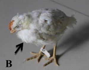 Ruffling and depression Broiler 