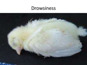 Drowsiness (sleepiness)