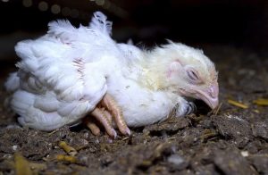 Weakness, lethargy, reduced appetite, poor growth and scruffy feathers