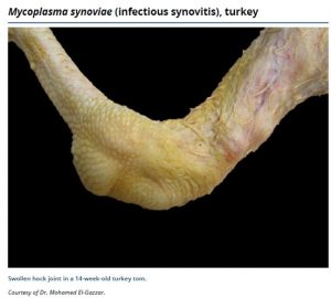 Infectious synovitis in chicken