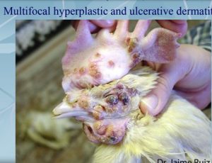 Warte-like lesions on Comb, Wattles, head