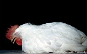 Depression Dyspnea, Rales