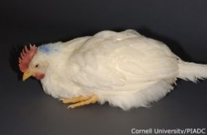 Depression, fever, ecchymoses(comb, wattles)