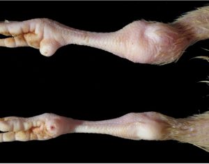 Hock joint arteritis in Pullet turkey salmonellosis affected