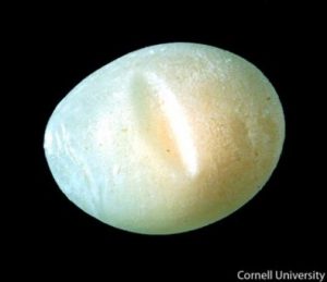 Safet misshapen eggs