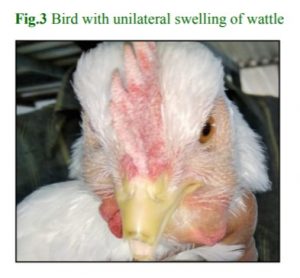 Bird with unilateral swelling of wattle