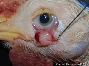 Conjunctivae Hemorrhagic