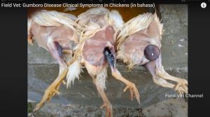 sever hemorrhages in legs muscles (layer breed)