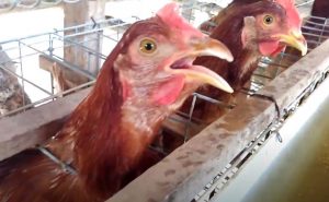 Dyspnea in layer hen