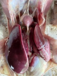Hydroprecardium , swollen and pale liver