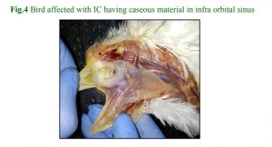 Bird affected with IC having caseous material in infra orbital sinus