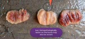 Enlarged, mucous secretions, hemorrhagic bursa of Fabricius in chicken