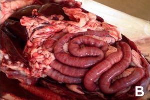 در کالبد گشائی پر خونی روده قابل مشاهده می باشد. محتویات روده در عفونت پارو ویروسی آبکی، موکوئیدی یا با خونریزی همراه است