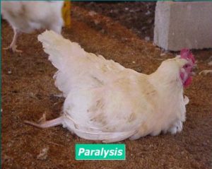 عدم تعادل، مرغ مادر گوشتی (Paralysis, in Broiler Breeders)
