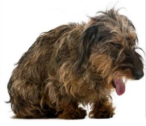 سندرم کِنل کاف(Kennel cough) سرفه خشک دردناک و طولانی مدت در سگ ها در مراکز نکهداری سگها