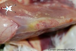 Subcutaneous tissue (keel): Moderate acute diffuse edema with multifocal hemorrhage
