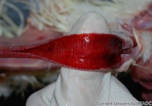 Trachea: Severe acute diffuse mucosal hemorrhage