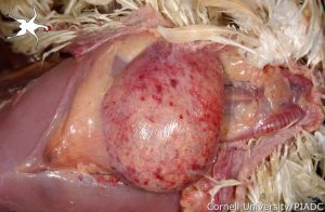 Crop: acute multifocal hemorrhage