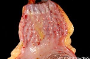 Proventriculus, multifocal acute hemorrhag
