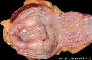 Proventriculus, multifocal acute hemorrhag