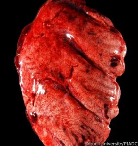 Lung: Acute multifocal hemorrhage with edema and congestion