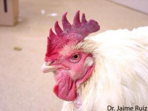 Swollen head syndrome in poultry