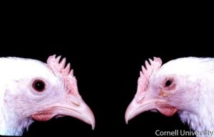 conjunctivitis, ocular discharge