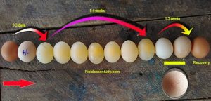 Effect of EDSV on the egg defects