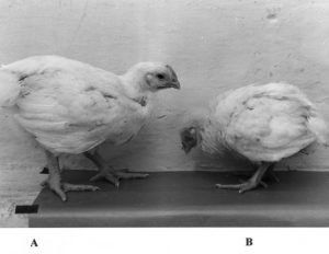 A- Healthy Broiler B- IBH/HHS In Broiler (Ruffling- Depression)