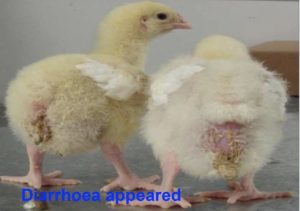 Chikens are showing white diarrhea discharge Around their vent 