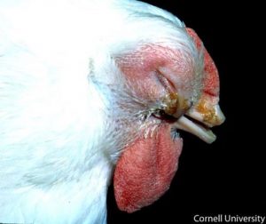 Edema and swelling of face and wattle, Nasal and ocular discharge