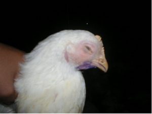 conjunctivitis corneal opacity generalized depression swelling: eyelid swelling: infraorbital sinus swelling: periorbital