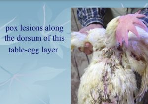 Pox lesions (nudols , scarbs) on the dorsum