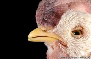 Face edema and ecchymosis