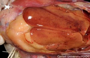 Liver: Moderate acute diffuse hemorrhage with diffuse hepatopathy
