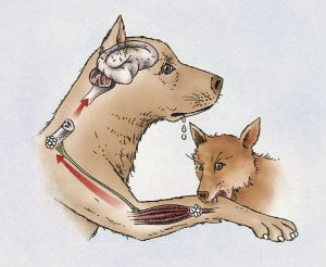 ویروس هاری با آلوده نمودن سیستم عصبی مرکزی(مغز و نخاع) در انسان و پستانداران خونگرم باعث مرگ گردد.